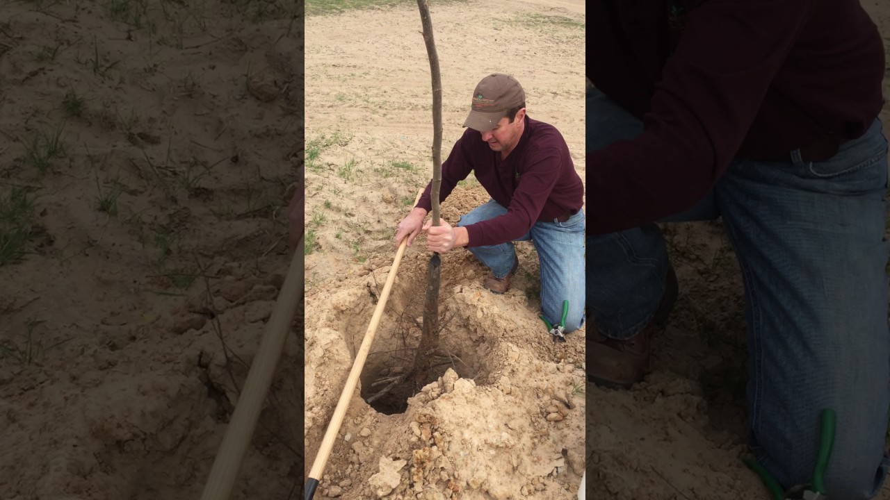 Planting Pecan Trees
