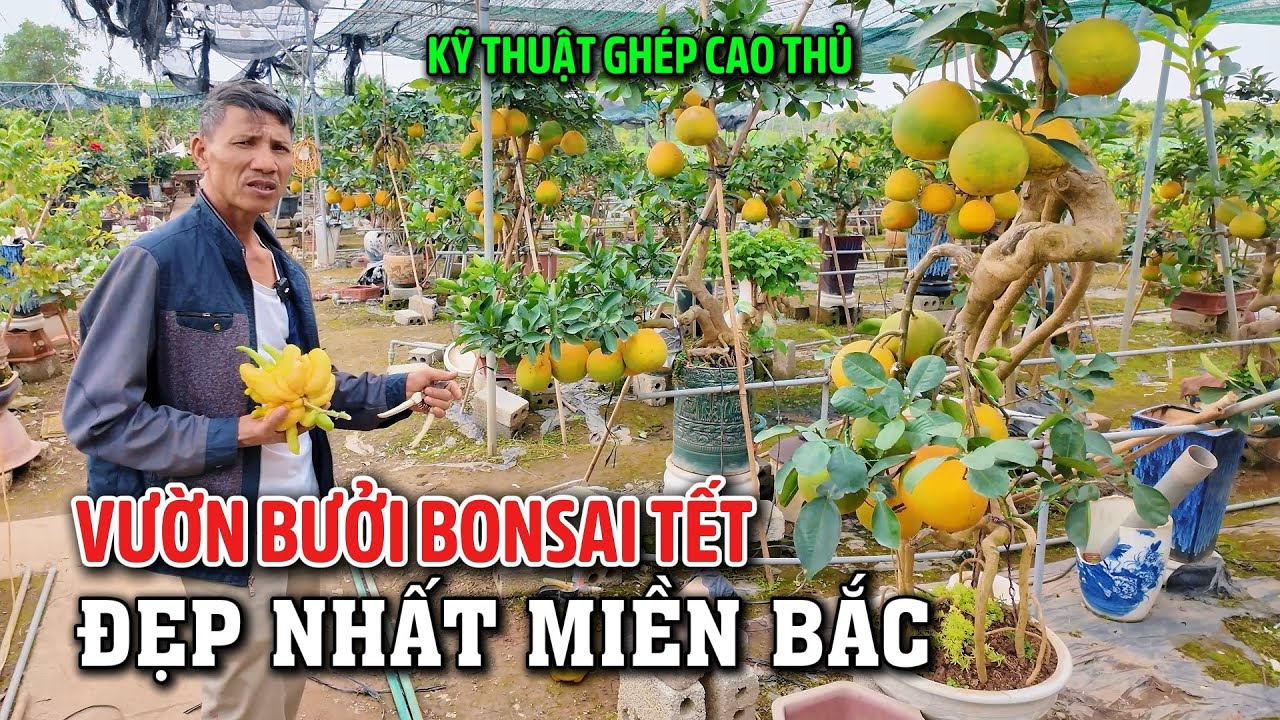 ĐỘT NHẬP VƯỜN CÂY CẢNH BONSAI ĐẸP NHẤT MIỀN BẮC, BÁC CHỦ VƯỜN DÀNH CẢ ĐỜI TẠO MẪU CÂY CÓ 102 CỰC ĐẸP