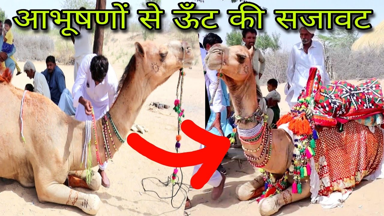 Camel decoration ornaments || ऊंट को सजाएं || Camel decoration items || Camel Videos