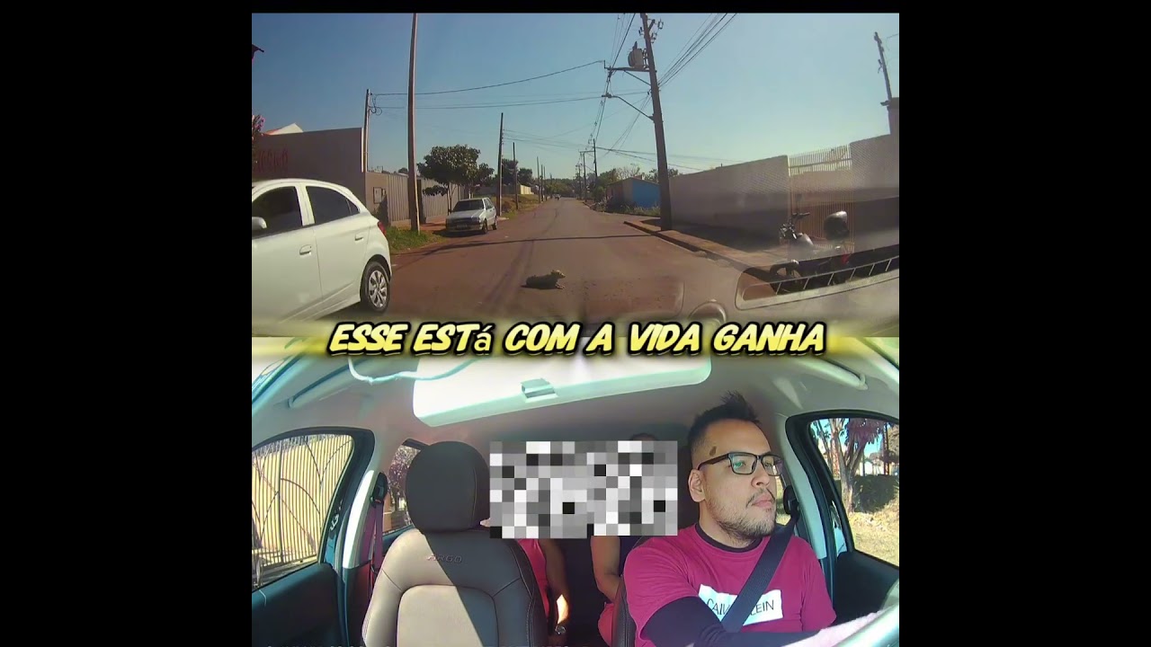 🐶 OLHA A FOLGA #uber #motoristadeapp #cachorro #sol #quartafeira #londrina #veja