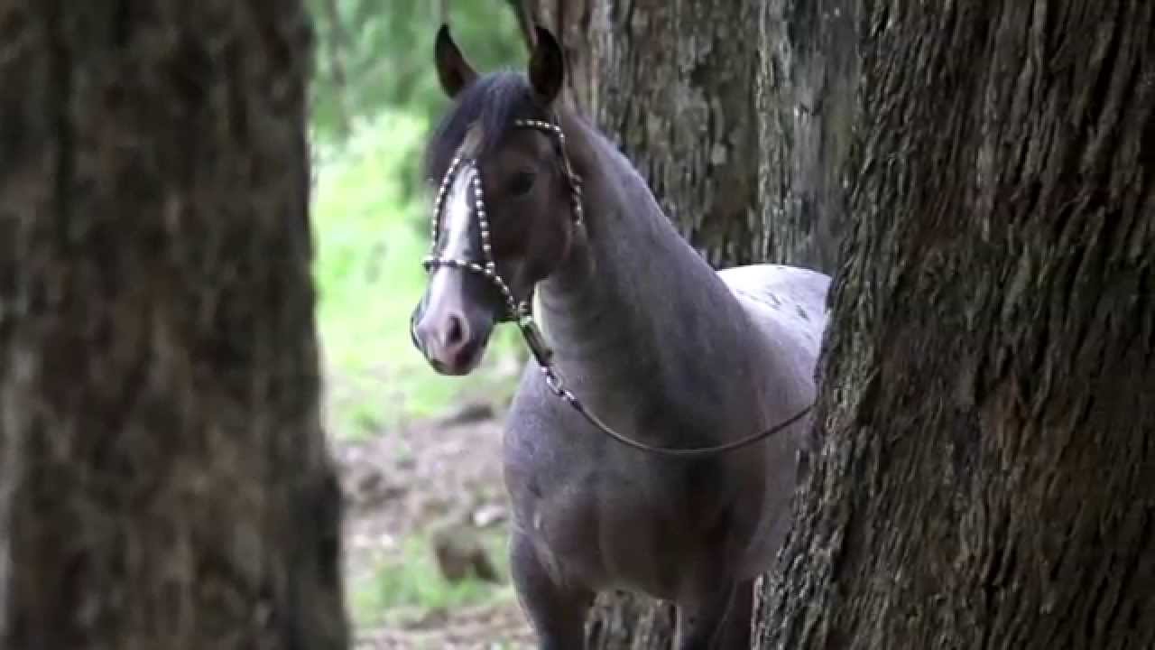 Cavalo Crioulo - Indiana da Maior - produced by Raphael Macek