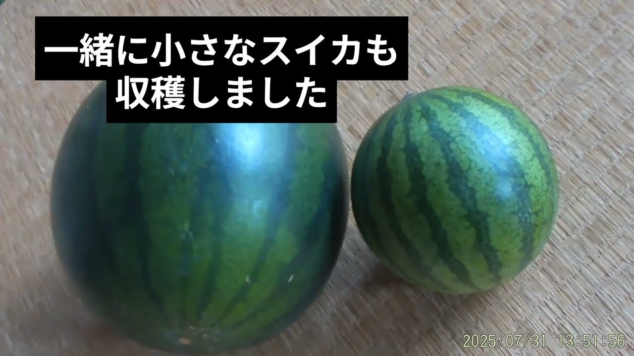スイカ栽培2025⑨小玉スイカ（クロタン）次々収穫