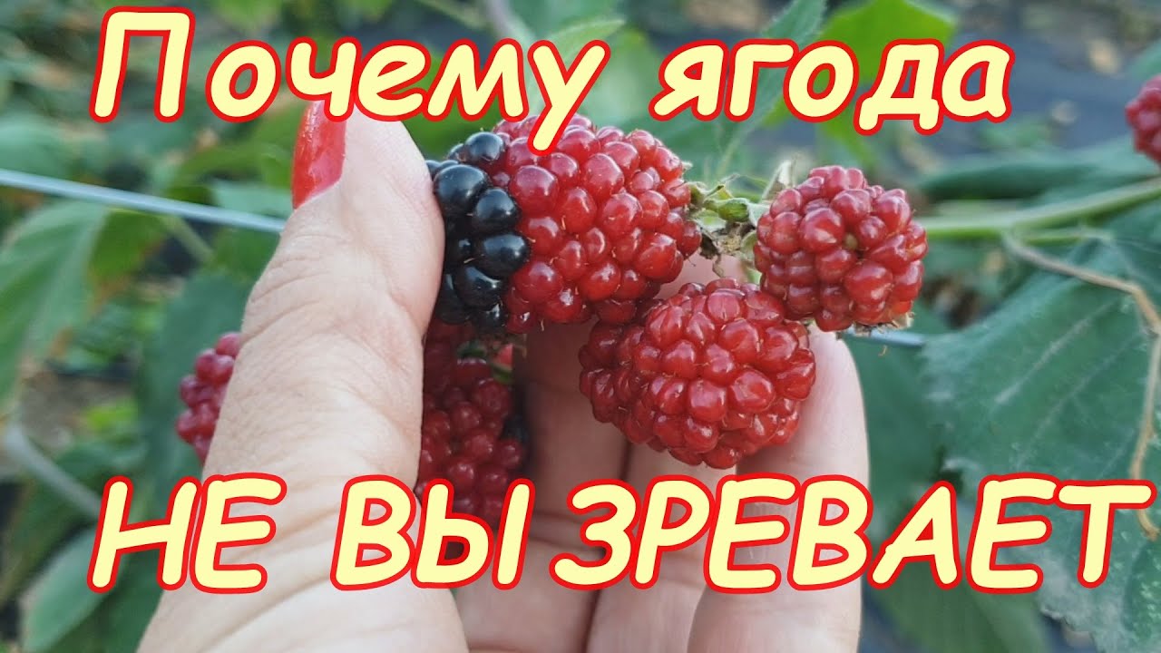 Почему ежевика краснеет, НО НЕ вызревает?