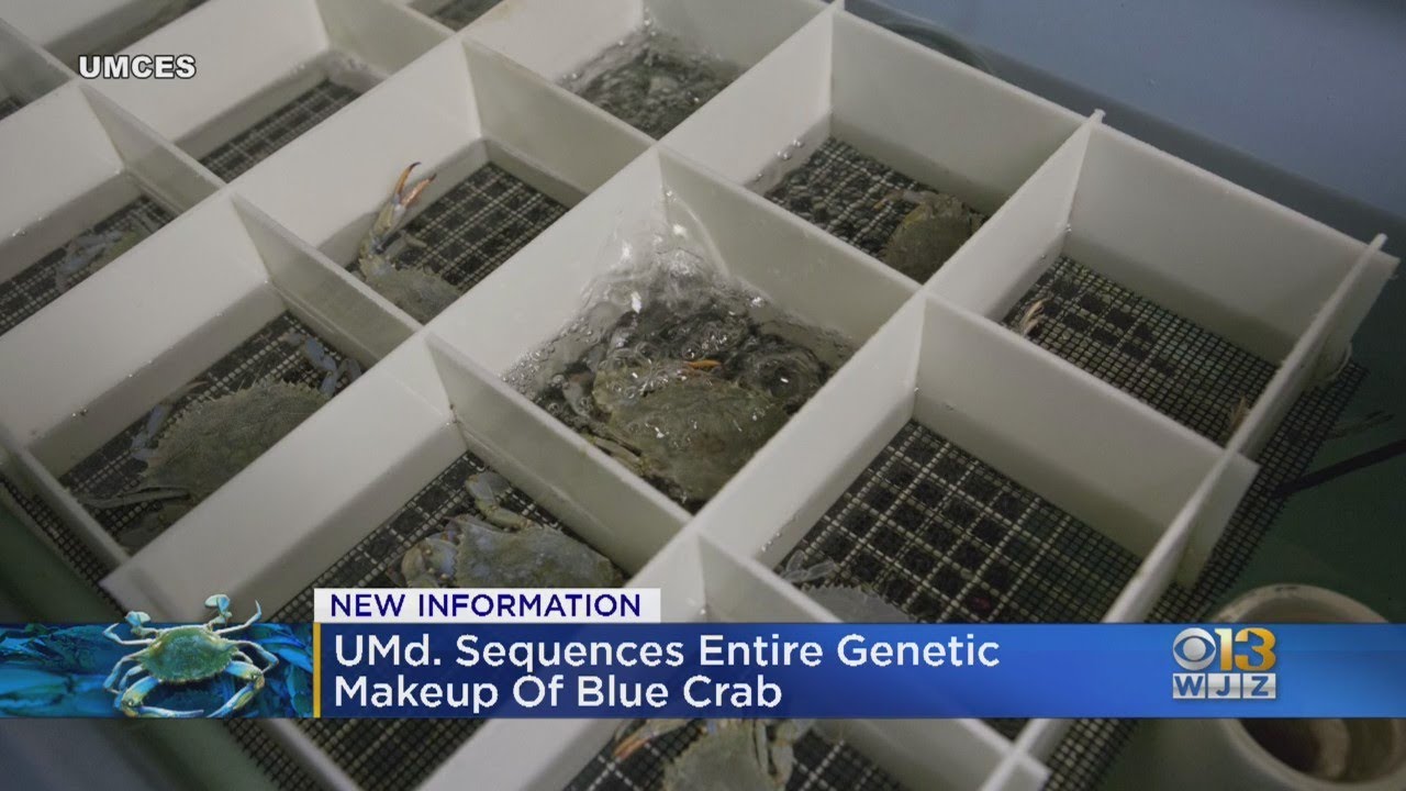 Baltimore-Based Researchers Uncover Genetic Blueprint Of Blue Crabs Via Genome Sequencing