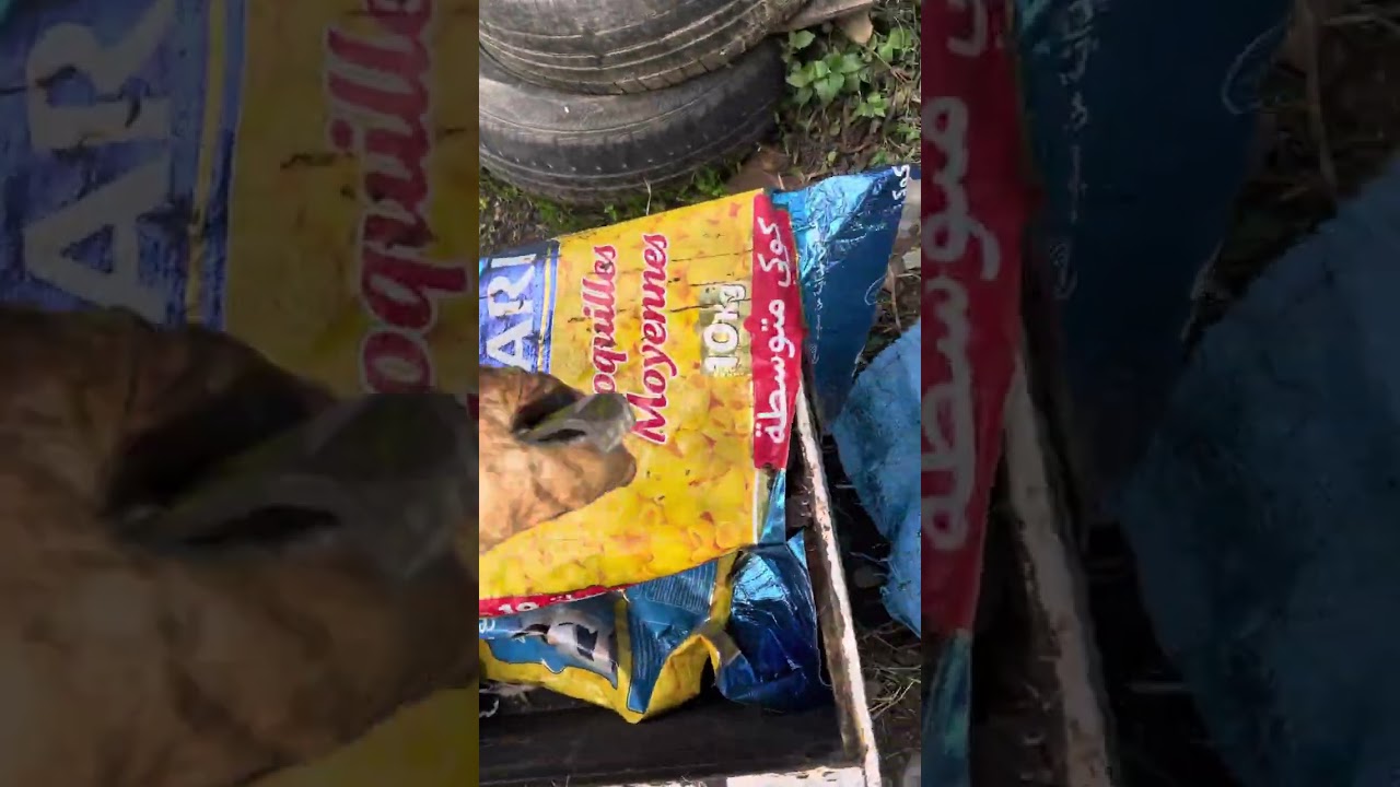 اطلالة على المنحل وخصوص خلاية الضم بعد تقديم بدائل حبوب اللقاح وهل توسع في الحضنة
