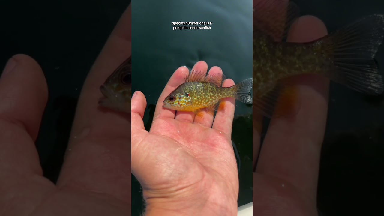 Micro Multi-Species Fishing! #fishing #capecod #fish #capecodmassachusetts