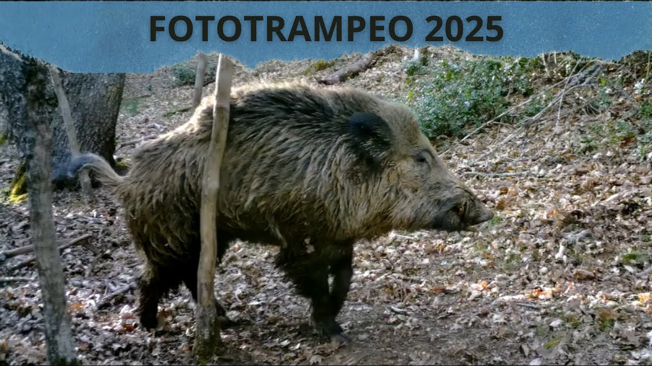 FOTOTRAMPEO 2025⭐​