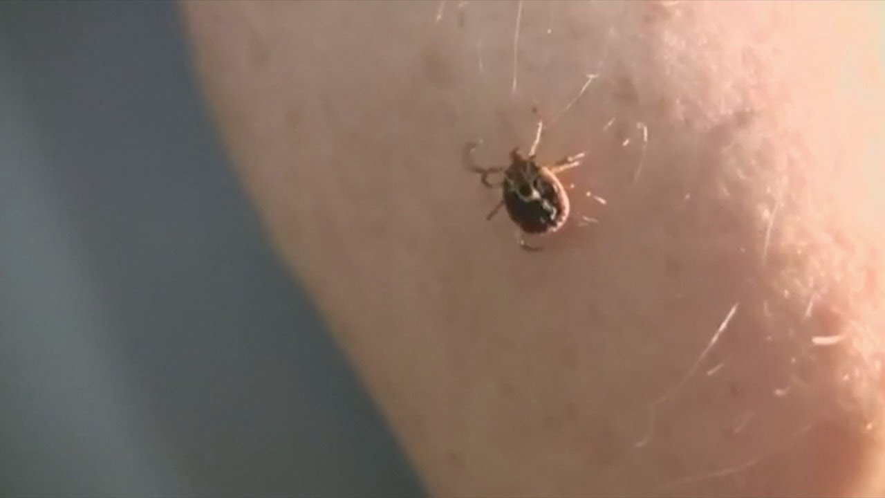 Lone star tick, linked to Heartland virus, now found in Georgia