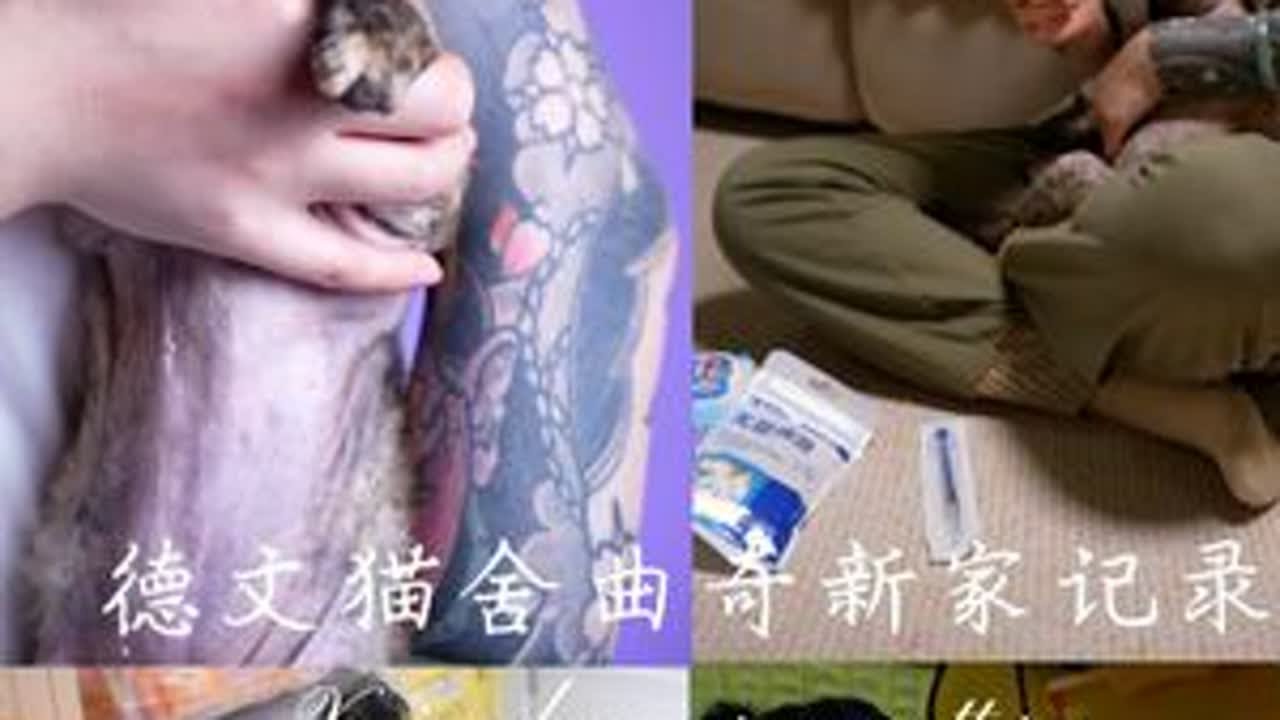 Xxin德文猫舍|曲奇新家记录 我美丽的女孩回家记录姥姥的任务结束妈妈一定会超级爱你未来新家我的孩子一定会很幸福#我镜头下的小猫 #德文猫舍 #德文卷毛猫繁育人 #玳瑁色德文 #我的小猫...