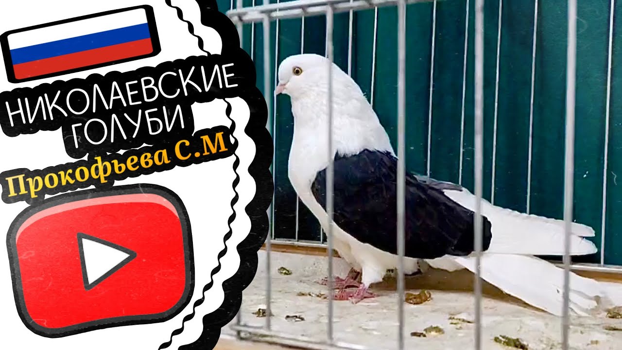 Николаевские голуби Прокофьева С.М. Просмотр бокатых 2026. Тел 8 (905) 018-92-63