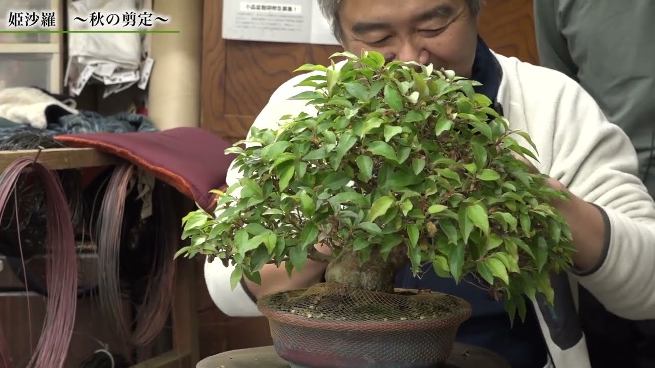 ヒメシャラ　秋の剪定〜