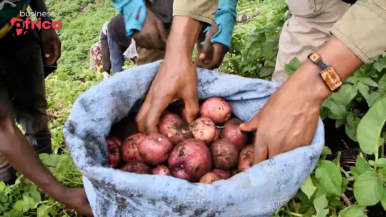 L’insécurité alimentaire, un défi entrepreneurial à Goma
