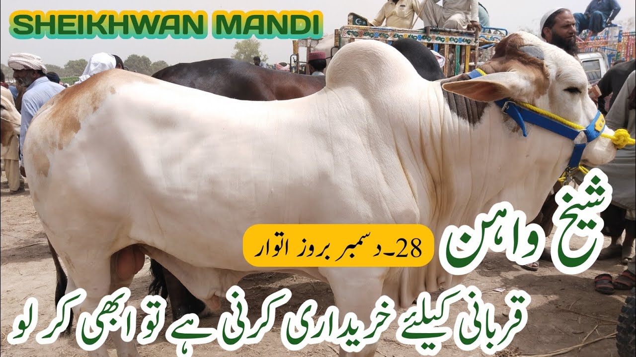 Today Sheikhwan Cow Mandi New update | Cholistani Ablak Nukray Bachre |28 December 2025