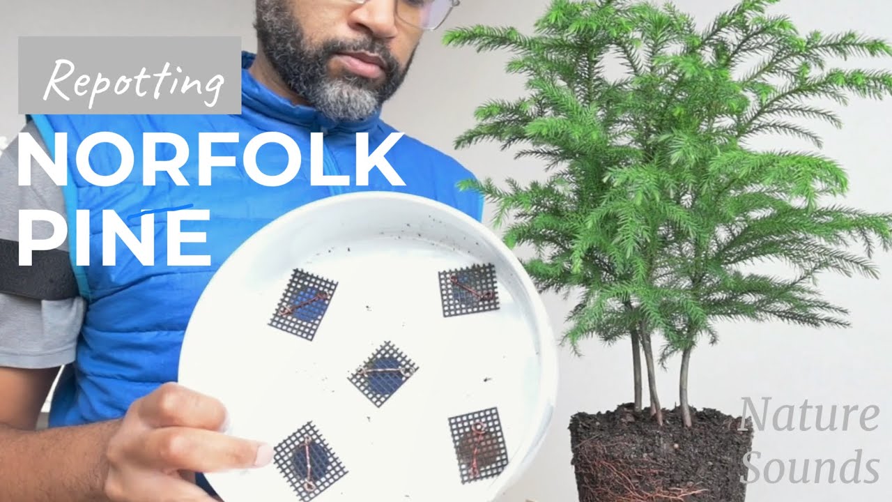 Norfolk Island Pine, Araucaria heterophylla, Nursery Stock Slipped into Bonsai Training Pot, Jan2022