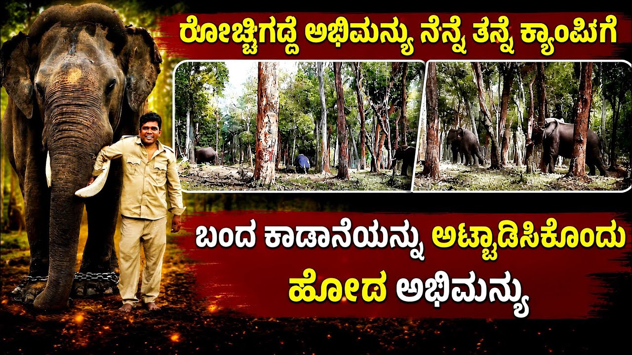 ರೊಚ್ಚಿಗೆದ್ದ ಅಭಿಮನ್ಯು ಮಕ್ನನನ್ನು ಅಟ್ಟಾಡಿಸಿದಾ ಹೊಡೆದ 