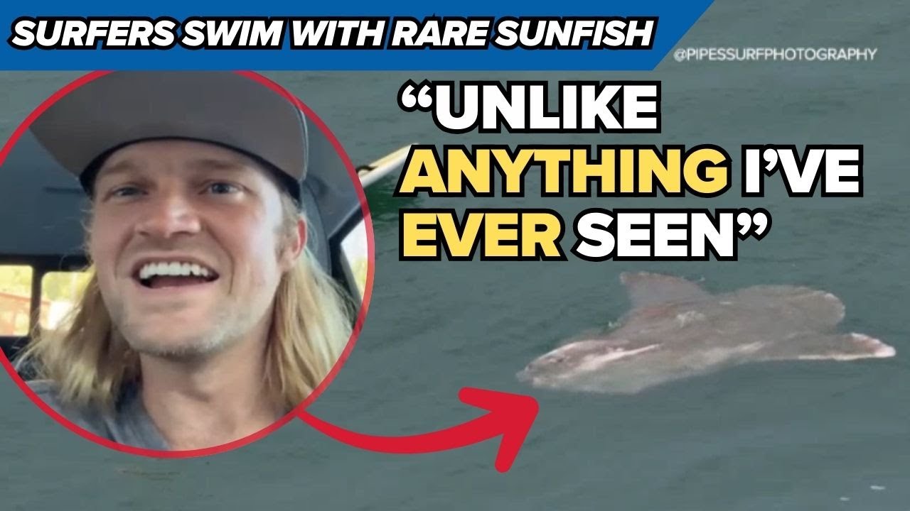 Surfers swim with giant fish | Ocean Sunfish at San Diego Beach