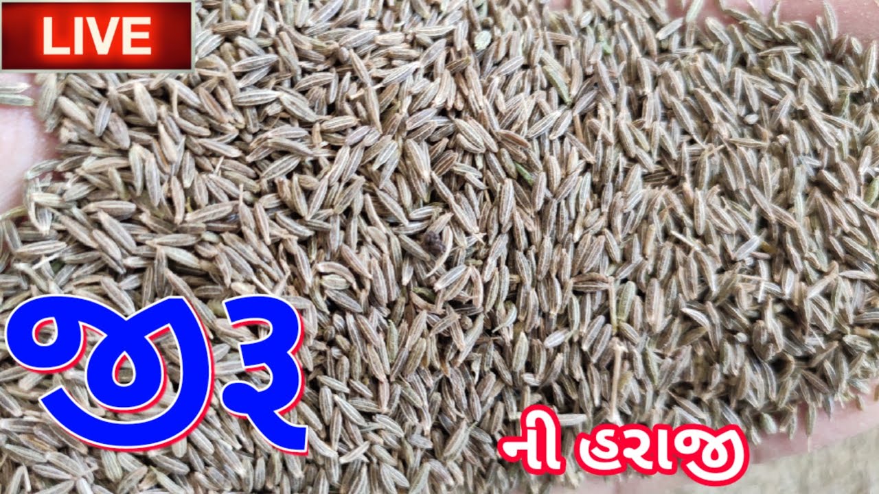 🔴 live જીરૂ ની હરાજી જસદણ માર્કેટિંગ યાર્ડ,19 March 2022