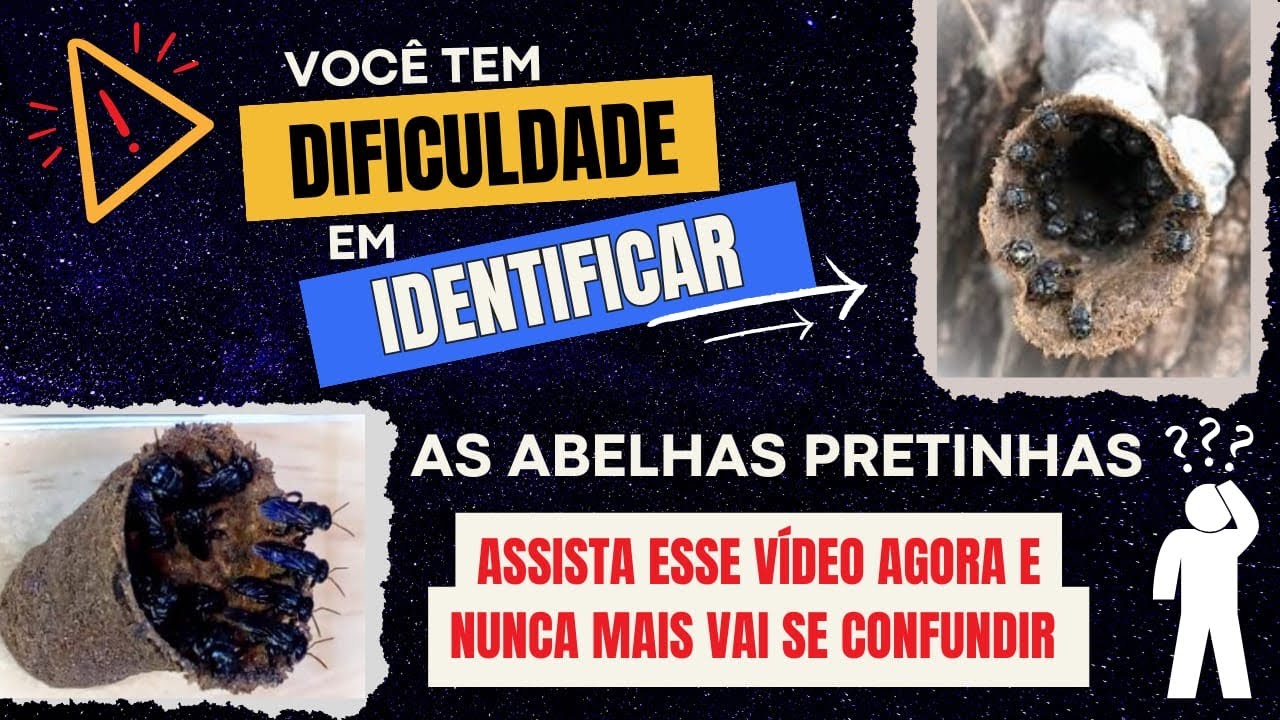 Como identificar as abelhas pretinhas