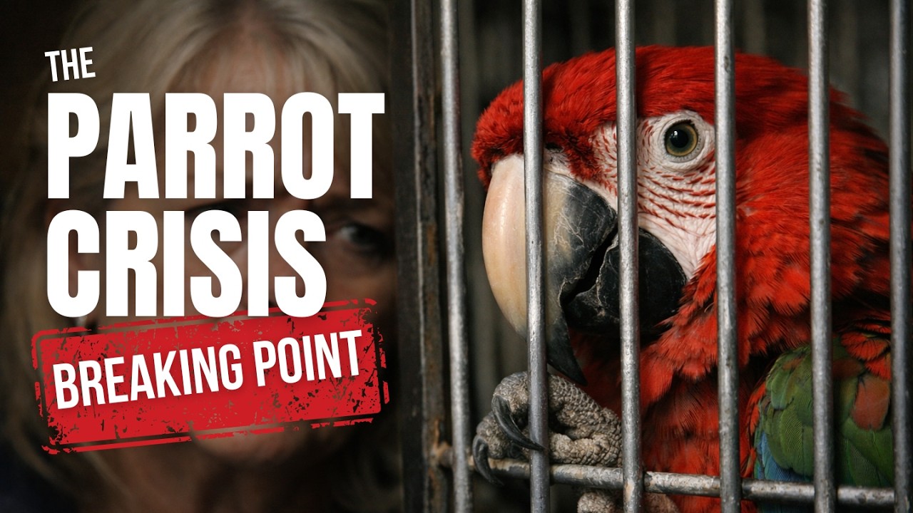 The Parrot Crisis: Why Rescues Are Reaching a Breaking Point