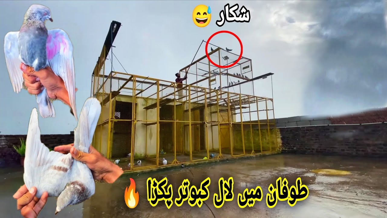 Tofan Or Barish Me Indian Surkha Kabutar Pakar Liya 😍 انڈین سرہا کبوتر پکڑا 🔥