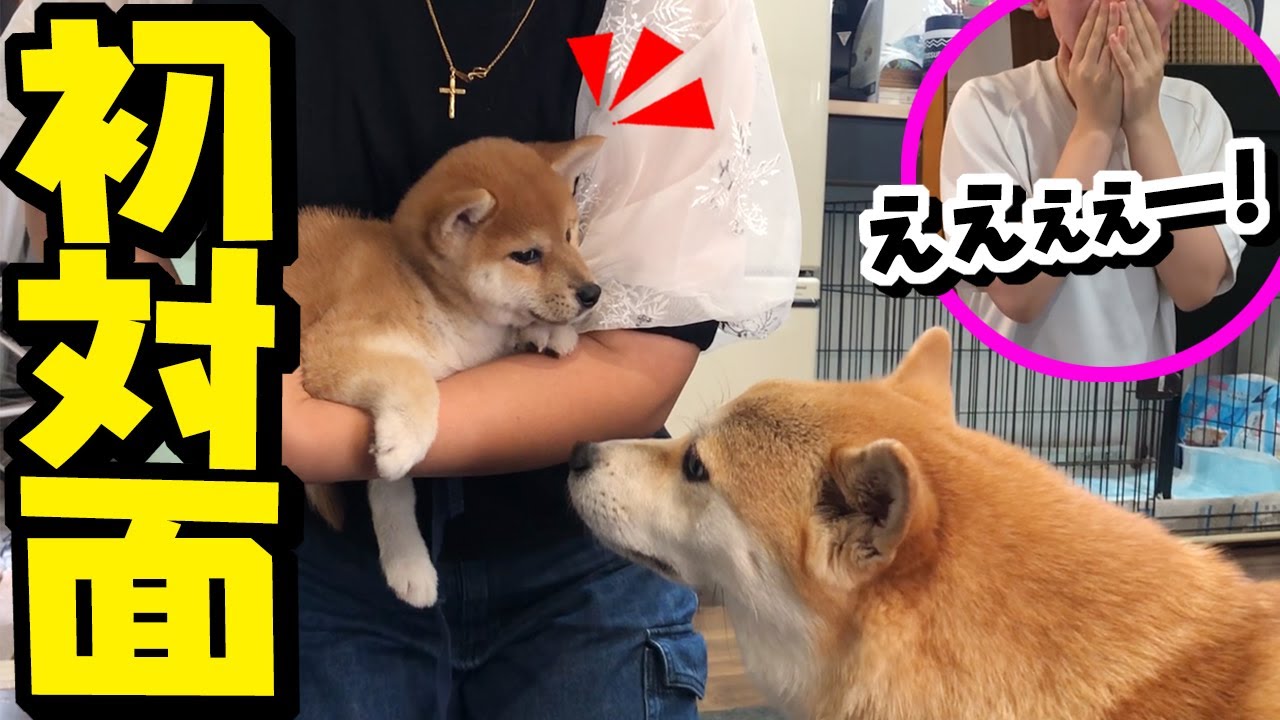 ペットロスの娘に内緒で飼った子犬を連れ帰ったら…感動の結末が…
