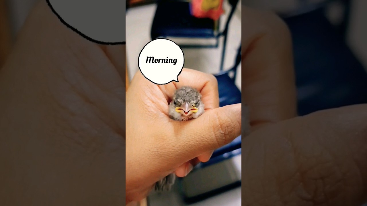 Raising A Rescued Baby Sparrow 💕 | Good Morning | #shorts