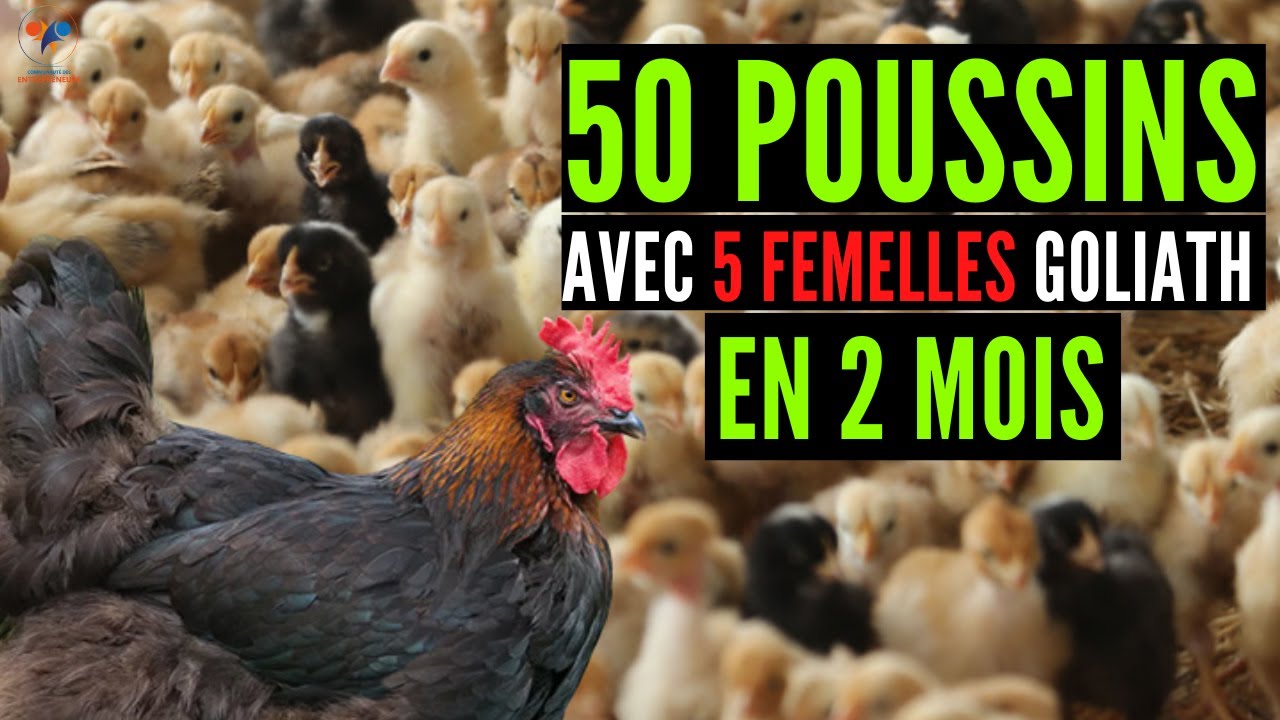 OBTENEZ 50 poussins AVEC seulement 5 FEMELLES goliath (élevage poulet goliath) investir au pays