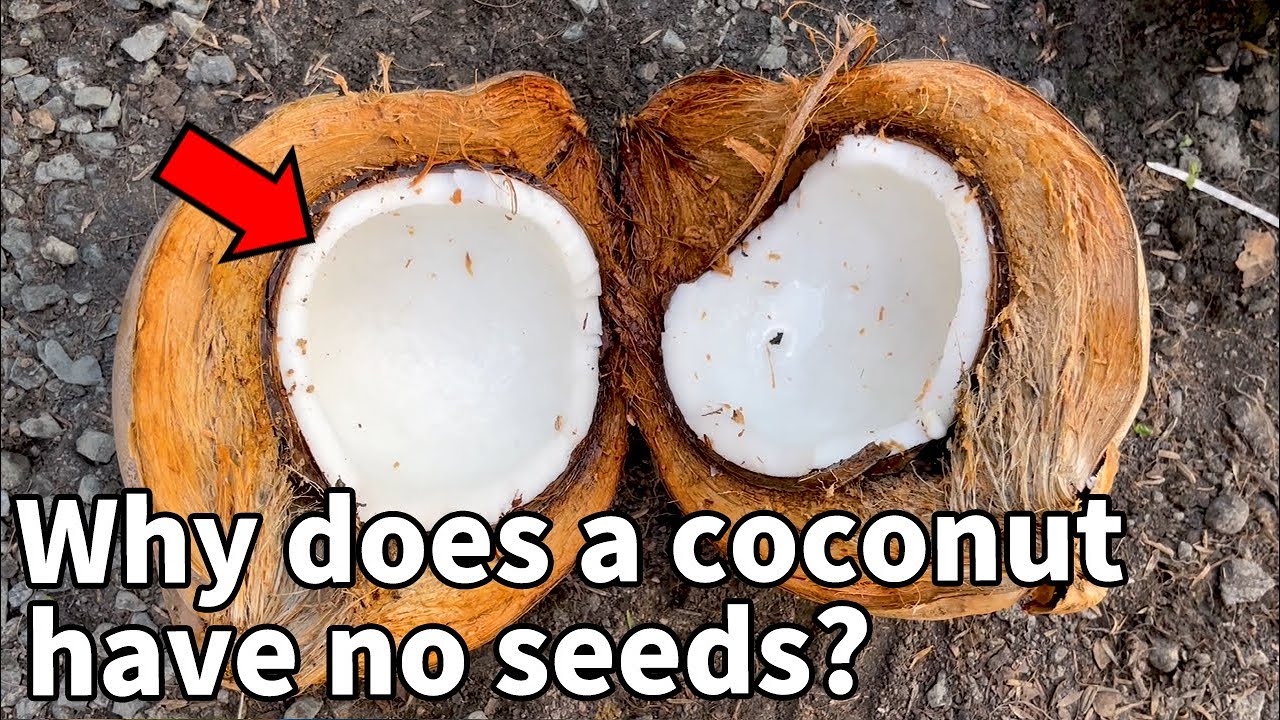 Всё, что вы не знали о кокосах | Coconut Disscetion