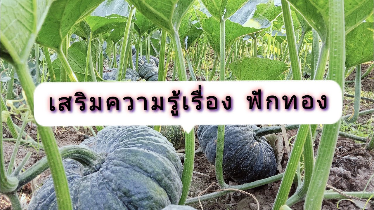 เสริมความรู้ก่อนปลูกฟักทอง ระยะเริ่มปลูกถึงระยะผสมดอก