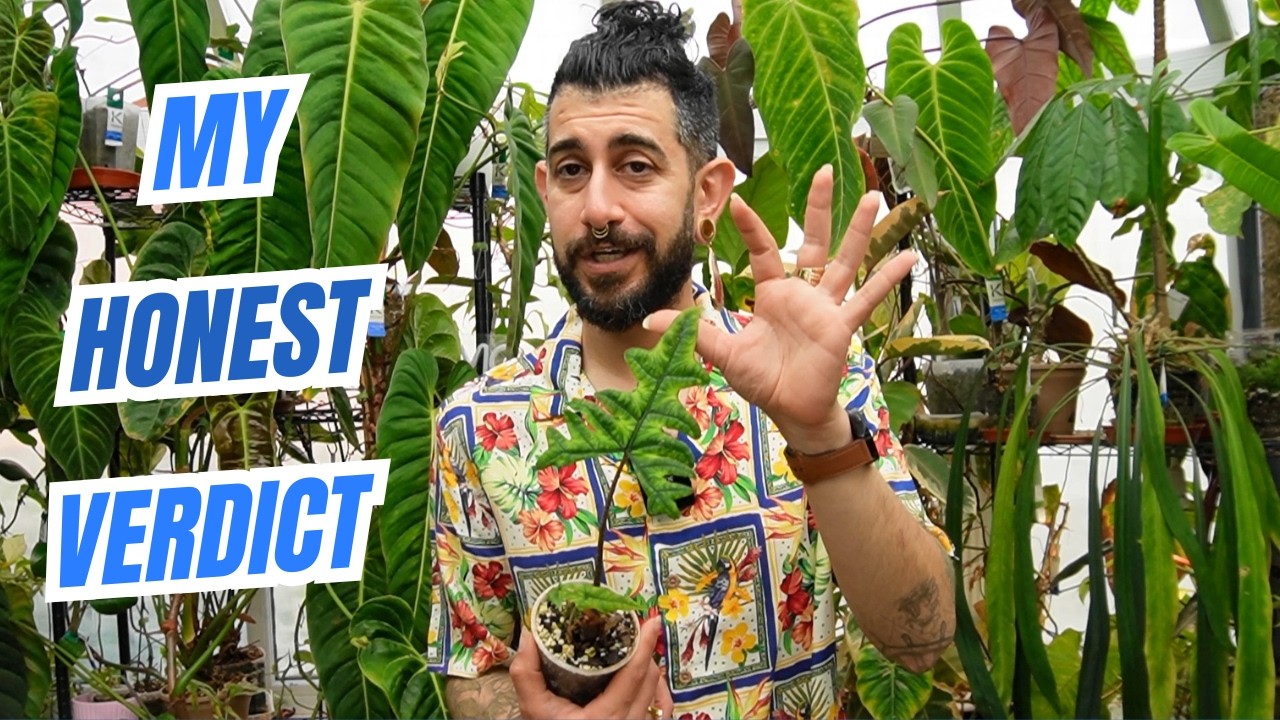 😬 Alocasia Jacklyn Review: Gorgeous or Just High-Maintenance?