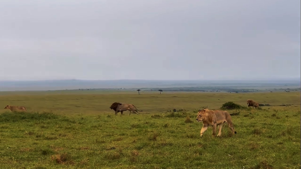 Kaskaz Male Lions going aggressive towards Survey Pride chasing them | Today