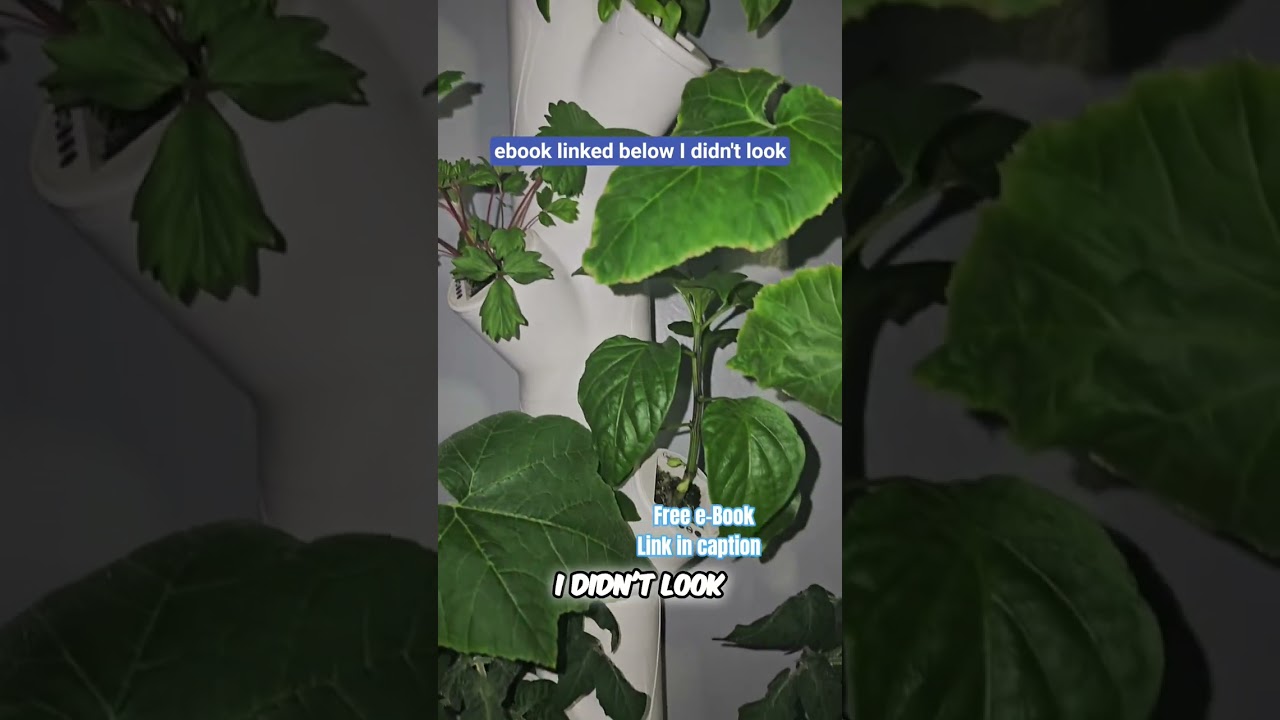 Garden Review: Honest Truth About Growing Food at Home 