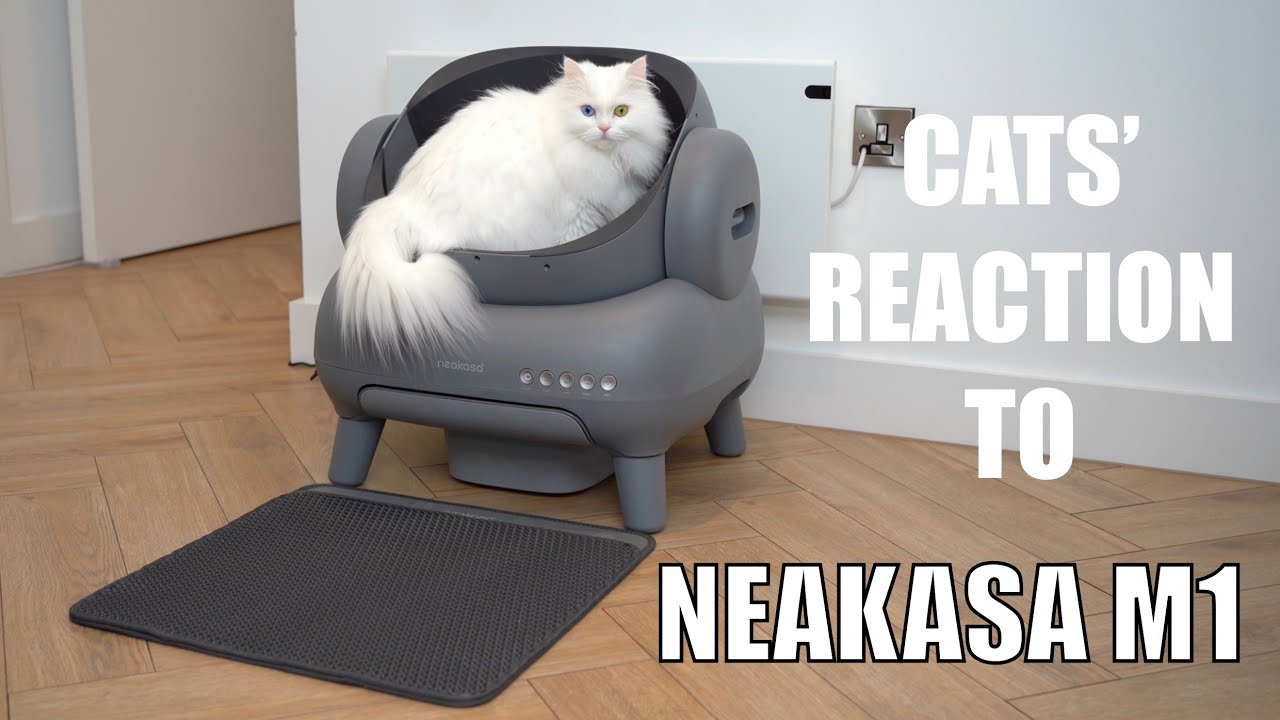 Cats’ reaction to Neakasa M1 Open-Top Self Cleaning Cat Litter Box | Our first automatic litter box
