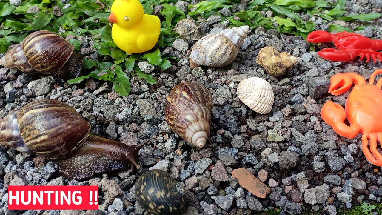 HUNTING SNAIL‼️ Mencari Siput Bekicot, Menemukan Banyak Kelomang, Katak, Lobster, Kepiting | Animals