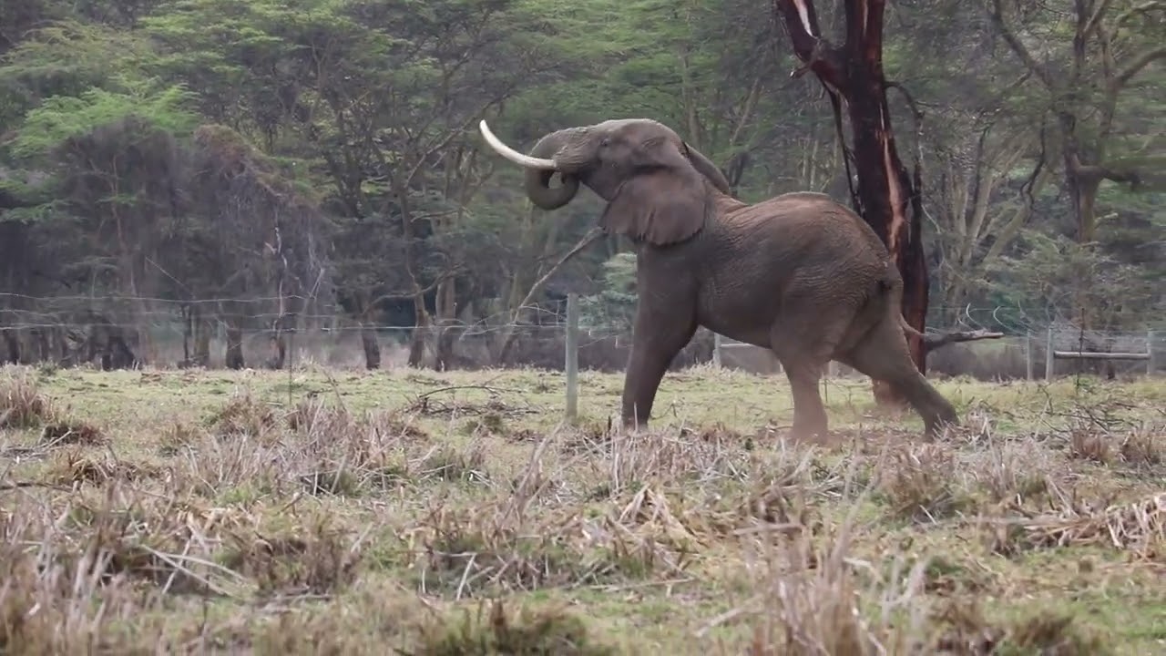 Intelligent Elephant Destroys Electric Fence in Incredible Display