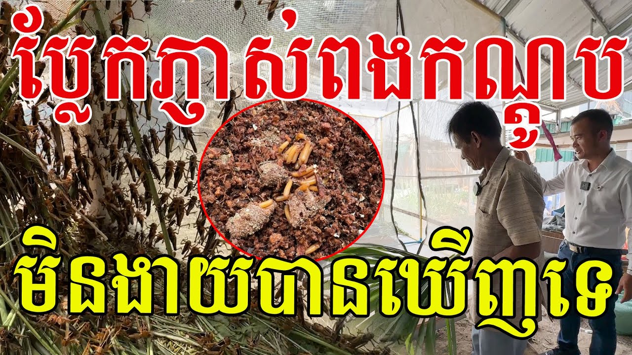 ប្លែកណាស់ ភ្ញាស់ពងកណ្តូប មិនងាយបានឃើញទេ