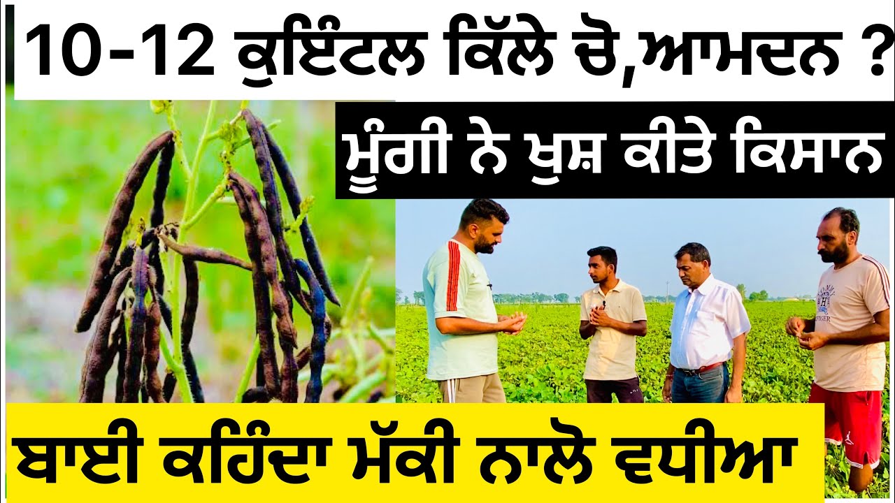 Moong Mh 1142 Variety ਕਿਸਾਨ ਵੀਰ ਨੇ ਦੱਸਿਆ ਕਿੰਨਾ ਖਰਚ ਕਿੰਨੀ ਆਮਦਨ ?