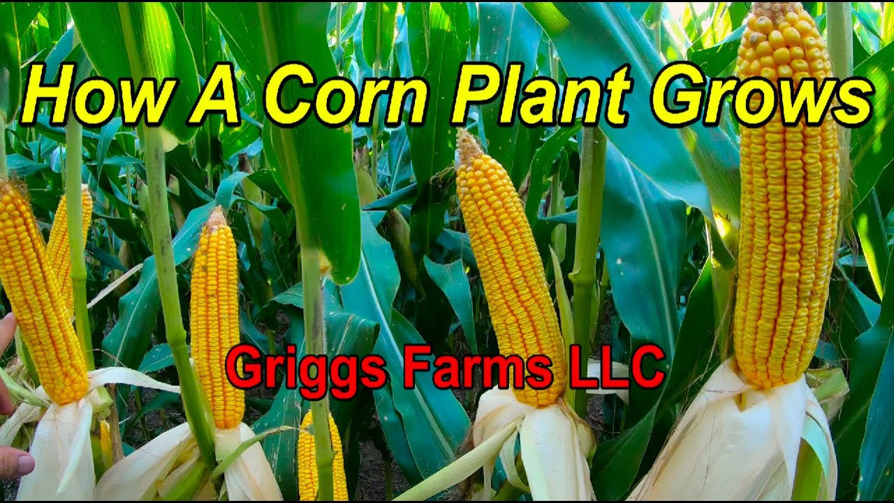 How A Corn Plant Grows