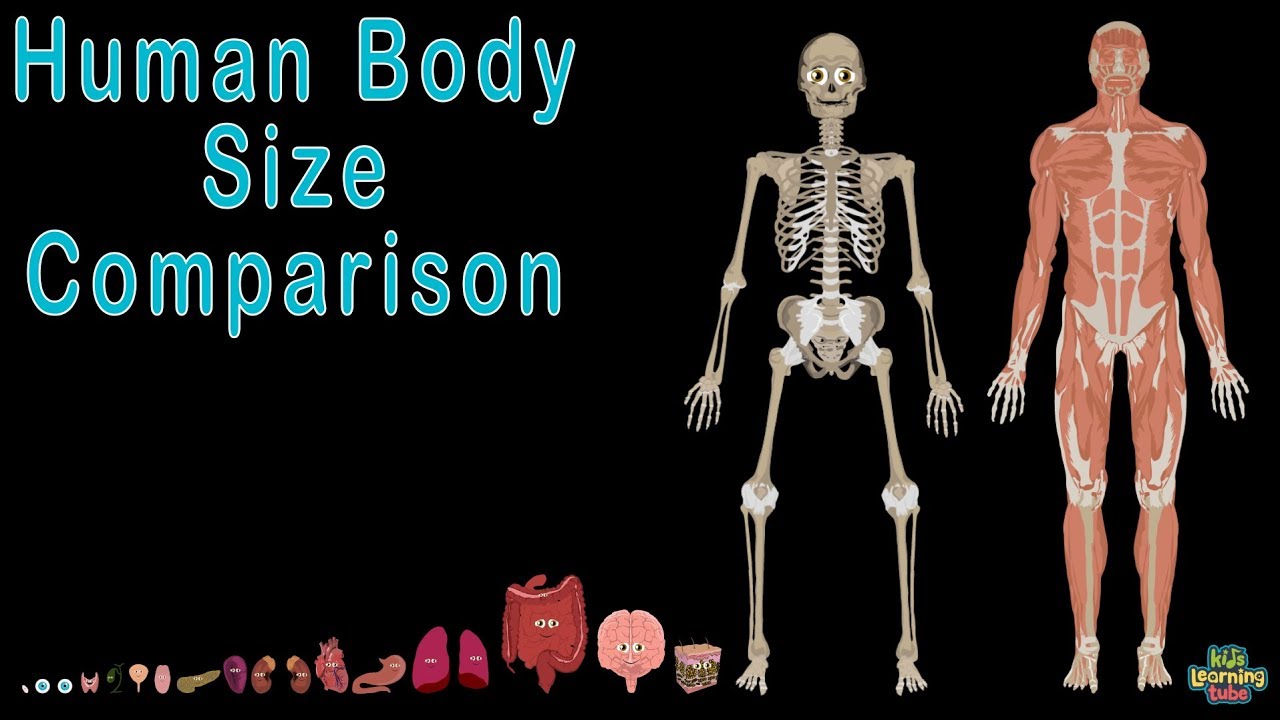 Human Body  and Human Body Size Comparison | Human Anatomy Size Comparisons