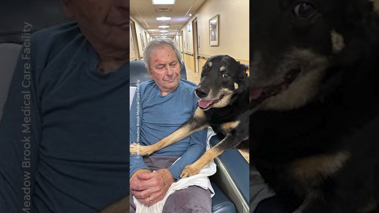 Dog escapes shelter, sneaks into nursing home so residents adopt him | Animalkind #shorts