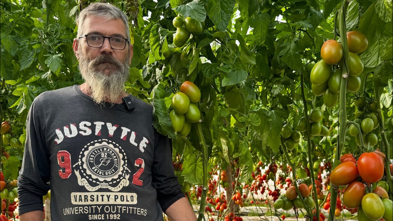 TXP 2239, nuestro tomate pera resistente a rugoso situado en una finca de La Cañada, Almería.
