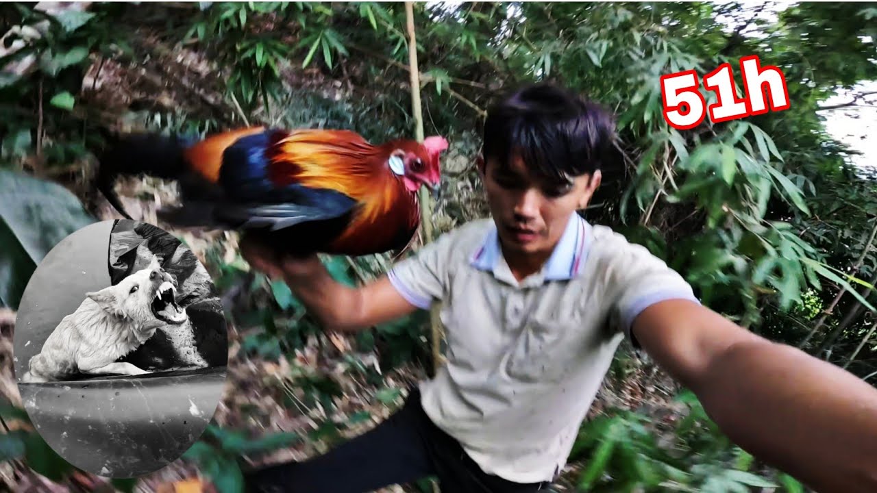 51H SINH TỒN Trên Đỉnh Núi Cao | Đặt Bẫy Gà Rừng Tìm Thức Ăn Ngủ Qua Đêm Trên Núi