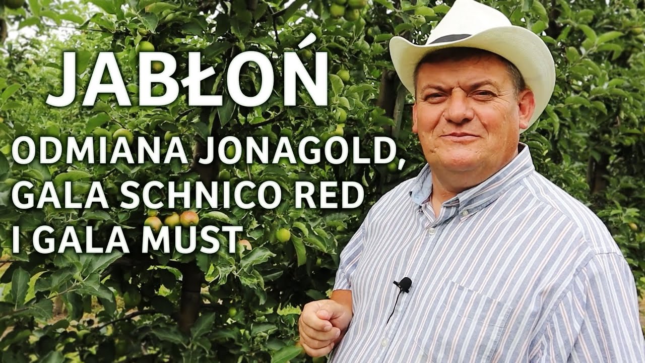 Jabłoń - odmiana Jonagold, Gala Schinco Red i Gala Must - porady przy uprawie