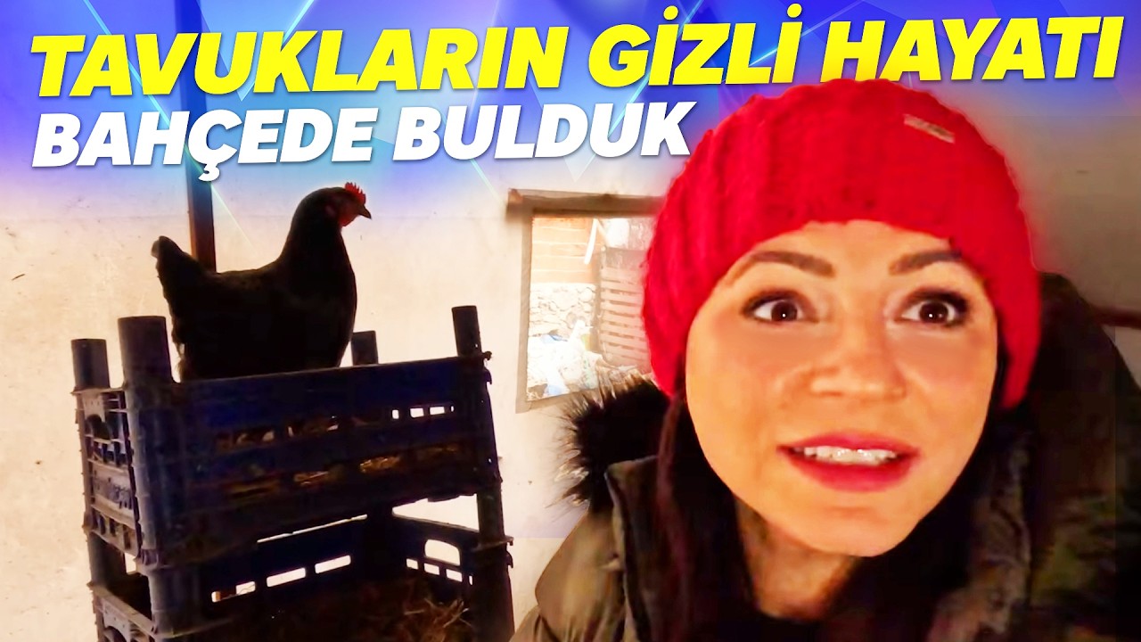 Köyde Tavukçuluk İşi Çok Zor: Yumurta Verimi Püf Noktalar!