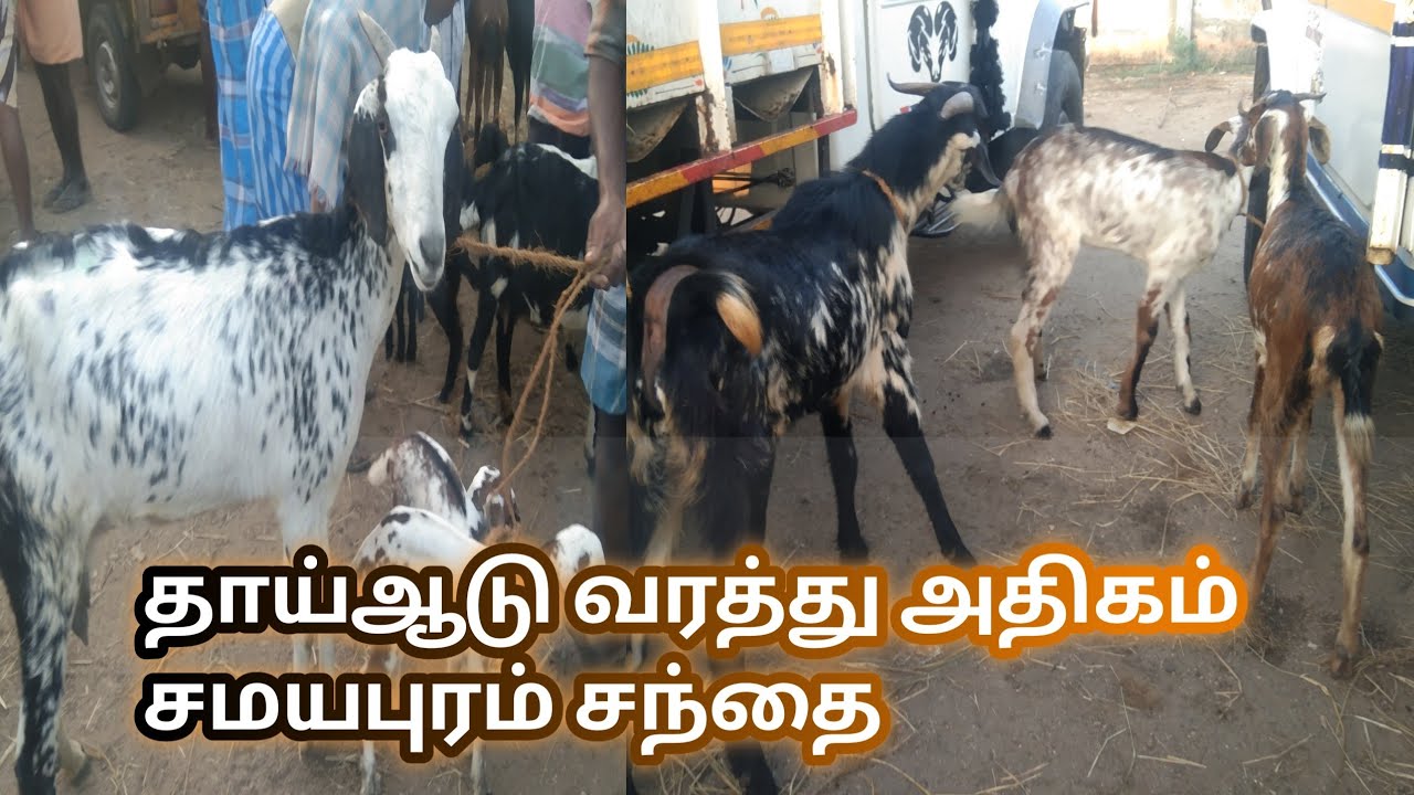 இன்றைய சந்தை தகவல் | சமயபுரம்!#shorts