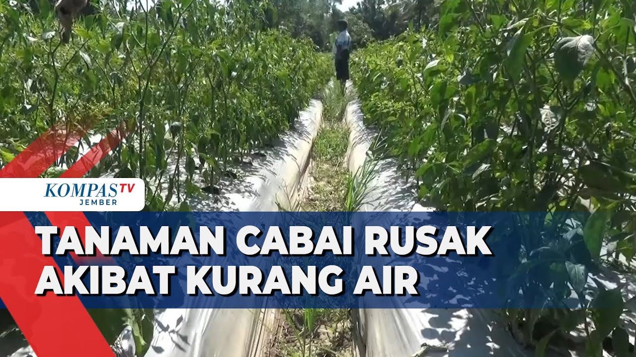 Kekurangan Air, Puluhan Hektar Tanaman Cabai Rusak, Petani Gagal Panen