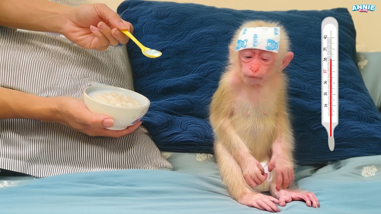 It's been a bad week for baby monkey Annie as she has a high fever