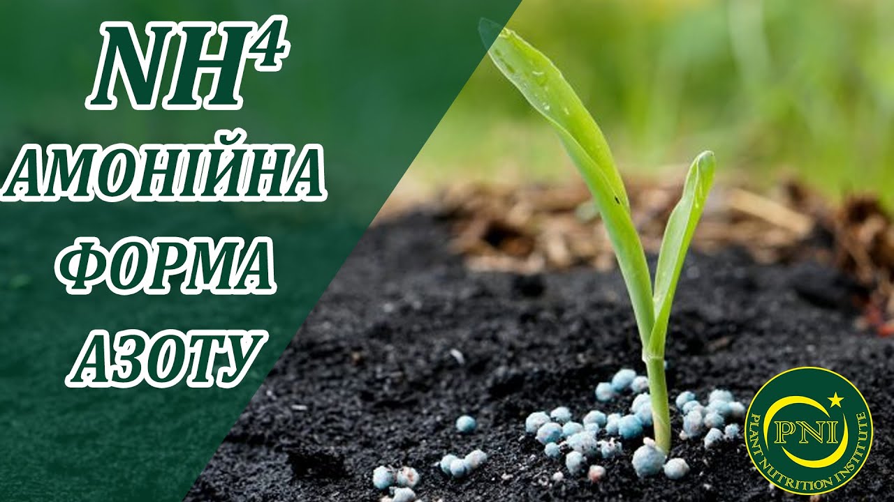 Амонійна форма азоту: особливості застосування для підживлення озимих