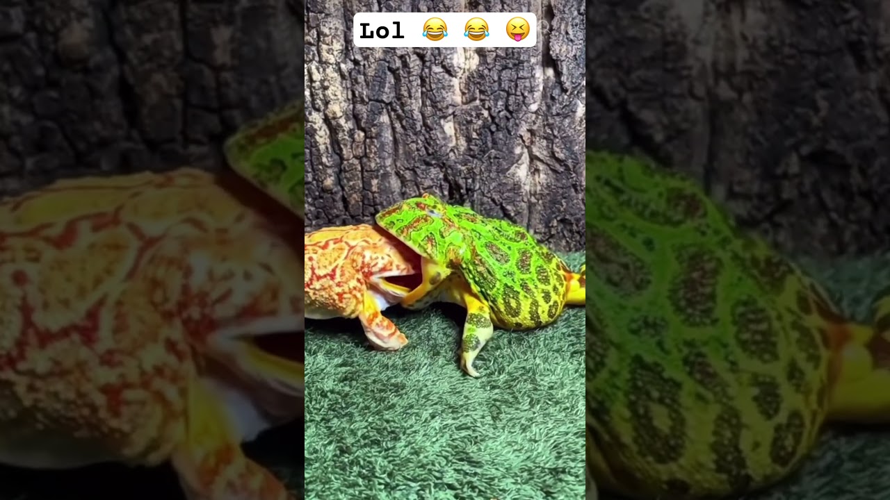 Yellow frog almost swallowed green frog 🐸 😉😅😂 