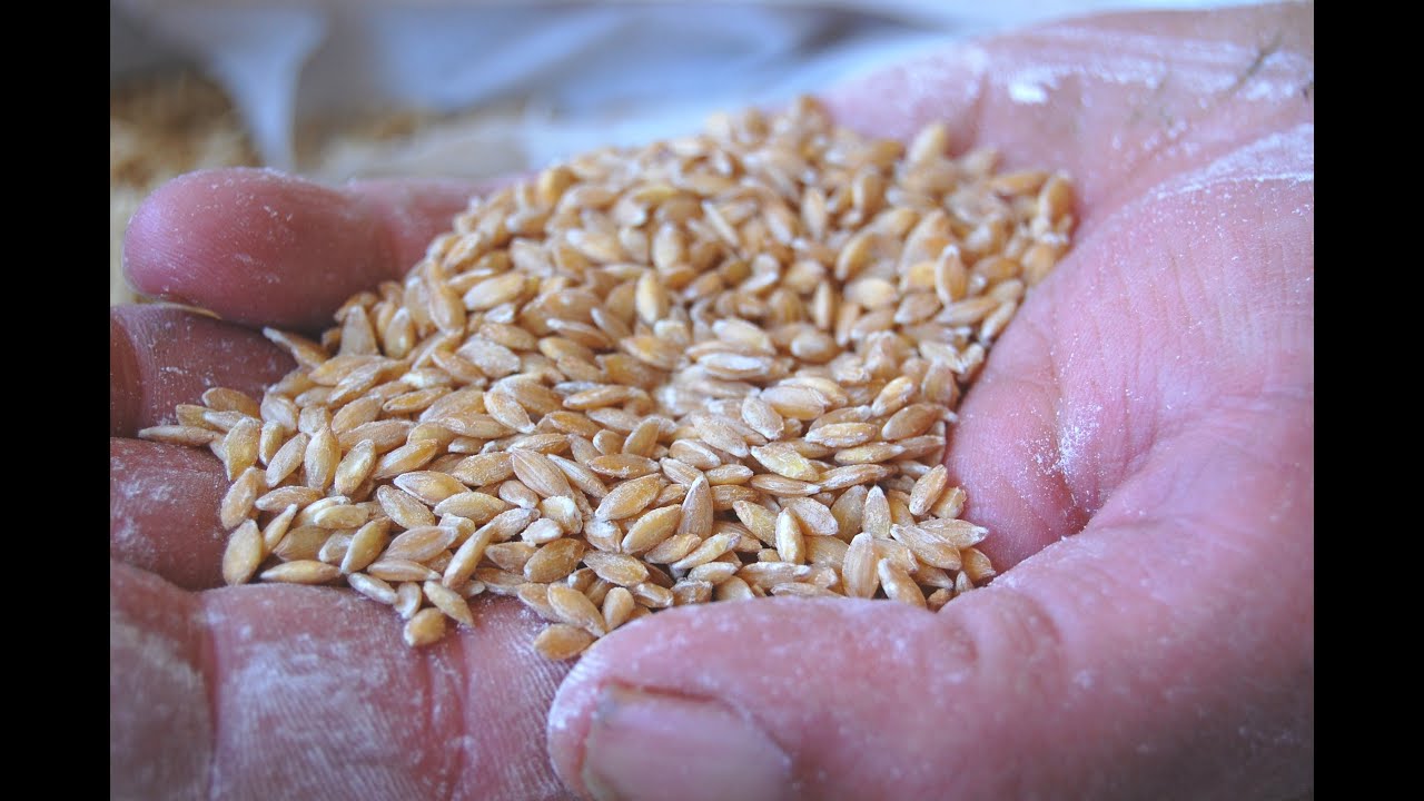 Entretien avec des producteurs de petit épeautre Biologique